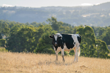 Beef cows and calves grazing on grass in Australia. eating hay and silage. breeds include speckled park, murray grey, wagyu, angus and brangus.