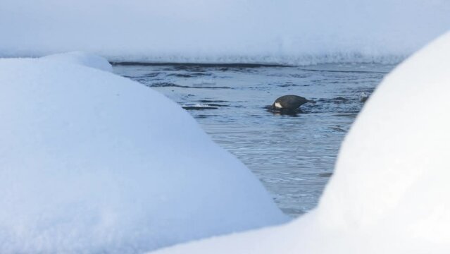 Couple of White-throated dippers, Cinclus cinclus in water near Kuusamo, Northern Finland
