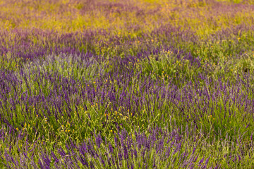 Lavender fields in bloom in Provence