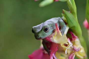 Close up of Dumpy tree frog, Ranoidea caerulea on a flower with blur background