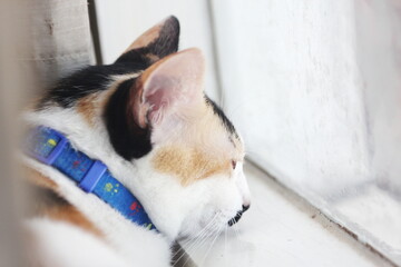 The cat is sitting comfortably by the window.