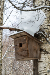 A bird house. A birdhouse on a tree. Russian birch.