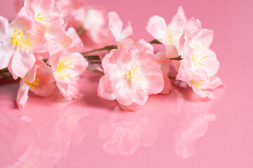 Fototapeta na wymiar Beautiful cherry blossoms or sakura flowers on pink backgrouond, Spring image, Nobody