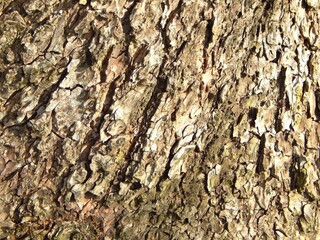 Détail de l'écorce d'un tronc d'arbre en gros plan