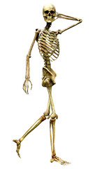 3D Rendering Human Skeleton on White