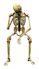 3D Rendering Human Skeleton on White