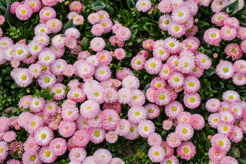 沢山のピンクのデイジーの花