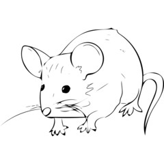 Sketch of mouse