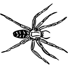 Spider ink in black and white