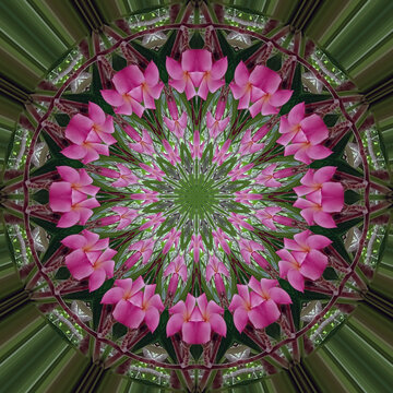 flower in the garden