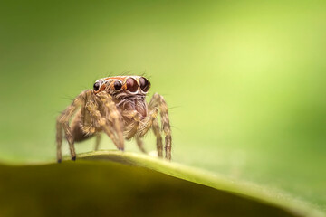 macro of a fly