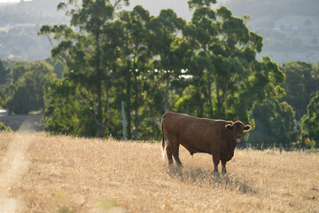 Beef cows and calves grazing on grass in Australia. eating hay and silage. breeds include speckled...