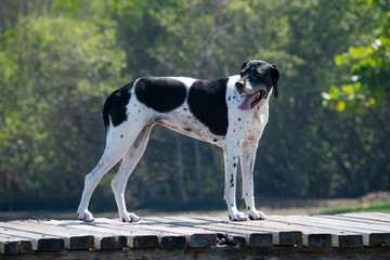 Cachorro Perdigueiro de corpo inteiro em deck de madeira com fundo desfocado.
