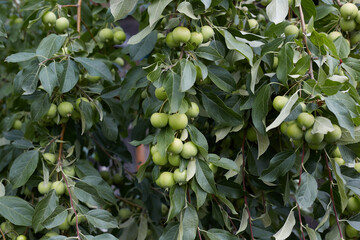 Green apples grow on the branches of an orchard in the countryside