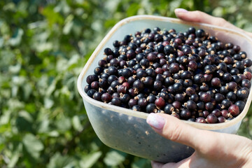 Black currant is collected in a cup in the girl's hands against the background of a green bush