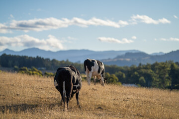 Close up of Stud speckle park Beef bulls, cows and calves grazing on grass in a field, in Australia. breeds of cattle include speckle park, murray grey, angus, brangus and wagyu on long pastures