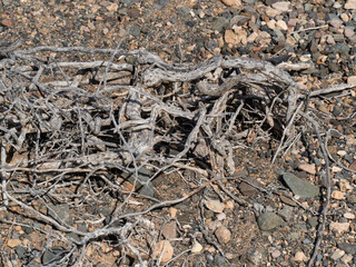 The world in climate change. Dry earth and plants