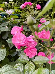 pink rose bush