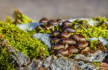 Group of mushrooms on a tree trunk