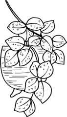 Hoya houseplant in the pot, isolated on white background. Watercolor potted plant illustration. Home decor.