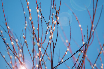 Willow branches with green catkins on a blu background