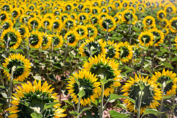 Fototapeta na wymiar A field with yellow sunflowers. A field with sunflowers looking in the opposite direction. The topic of agriculture of sunflowers.