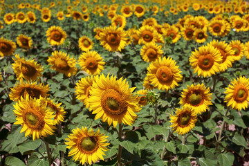 A field with yellow sunflowers. The topic of agriculture of sunflowers.