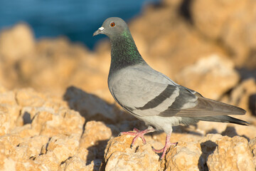 Wild dove (Columba livia) sitting on a rock. Soft blurred background.