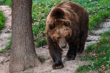 Brown bear in the forest. Kamchatka bear (Ursus arctos beringianus)