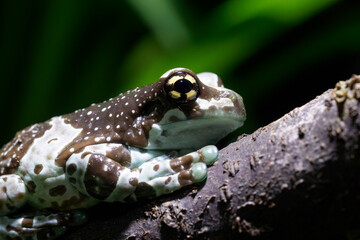 Amazon milk frog - Trachycephalus resinifictrix