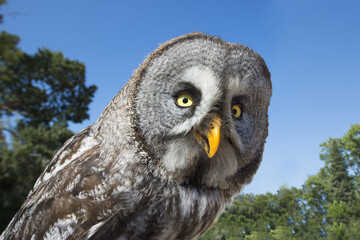 Lapland Owl (Strix nebulosa)