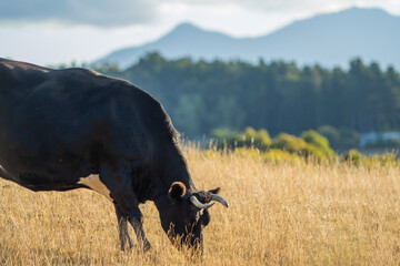 Close up of Stud speckle park Beef bulls, cows and calves grazing on grass in a field, in...