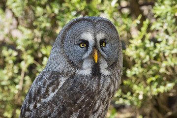 Lapland Owl (Strix nebulosa)
