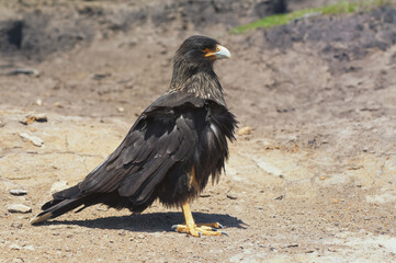 Striated Caracara (Phalcoboenus australis), Saunders Island, Falkland Island