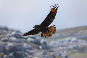 Flying Striated caracara (Phalcoboenus australis), Grave Cove, West Falkland Island, Falkland...