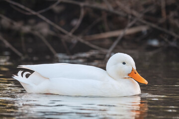 Weiße Stockente im See