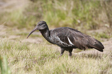 Wattled Ibis (Bostrychia carunculata), Simien mountains national park, Amhara region, North Ethiopia