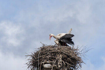 Couple of White storks (Ciconia ciconia) on the nest, Izmir Province, Aegean region, Turkey