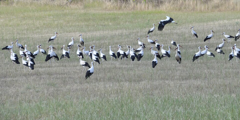 Fototapeta na wymiar Flock of White Storks (Ciconia ciconia) in a field, Beira Alta, Portugal