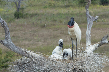 Jabiru (Jabiru mycteria) in the nest with chicks, Pantanal, Mato Grosso, Brazil