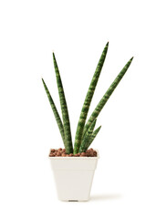 Sansevieria cylindrica in pot isolated on white. Cylindrical snake plant, Spear Sansevieria, Common Spear Plant air purifier plant indoor for minimal design.
