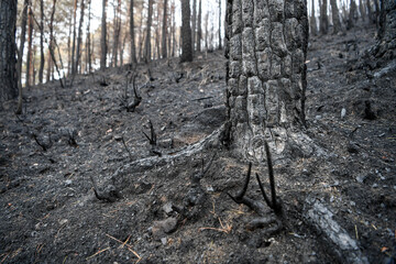 Forests charred by wildfires in South Korea in early 2022