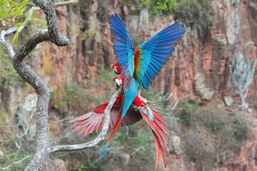 Playful Red-and-green Macaws (Ara chloropterus), Mato Grosso do Sul, Brazil