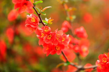 Flowers of Chaenomeles speciosa