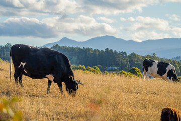 Close up of Stud speckle park Beef bulls, cows and calves grazing on grass in a field, in Australia. breeds of cattle include speckle park, murray grey, angus, brangus and wagyu on long pastures