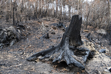 Forests charred by wildfires in South Korea in early 2022