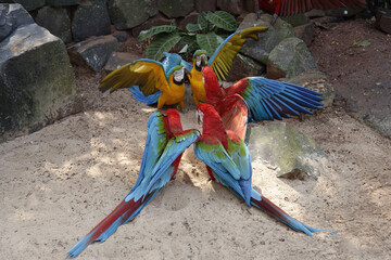 Fighting Red-and-green Macaws (Ara chloropterus) and Blue-and-yellow Macaw (Ara Ararauna), Iguazu...
