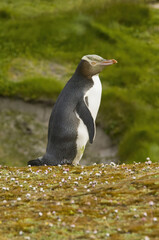 Yellow-eyed Penguin (Megadyptes antipodes), Enderby Island in the Auckland Islands, New Zealand Subantarctic Islands