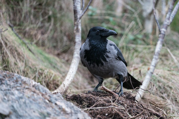 The hooded crow (Corvus cornix)