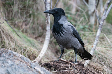 The hooded crow (Corvus cornix)
